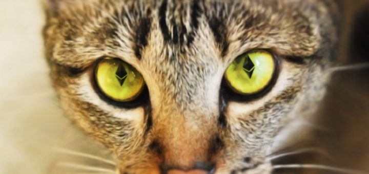 wildcat