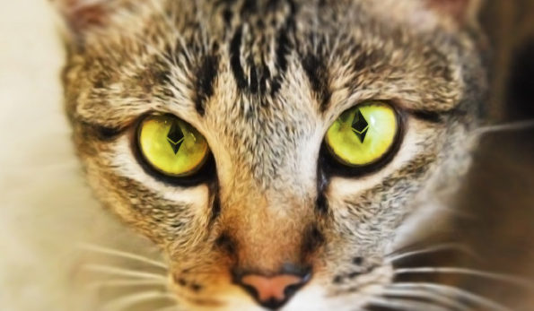 wildcat