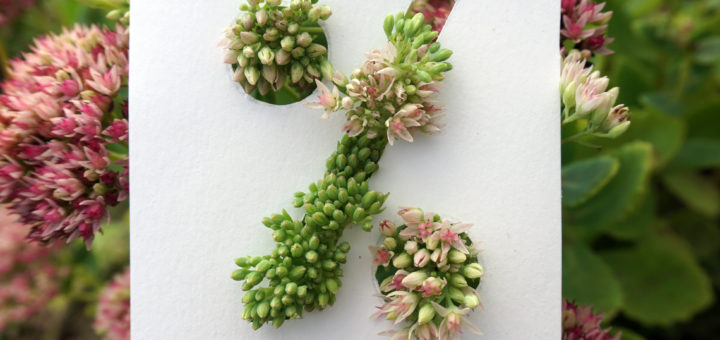 Prozentblumen