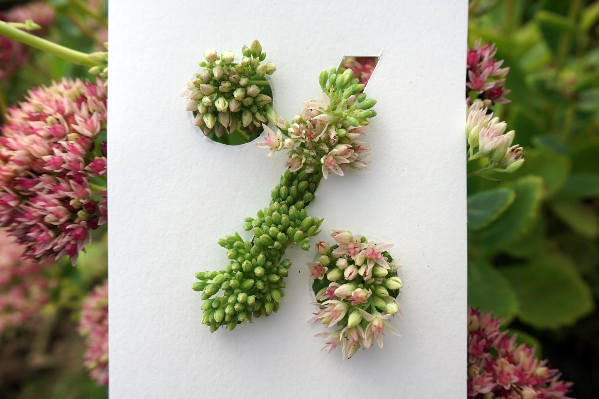 Prozentblumen