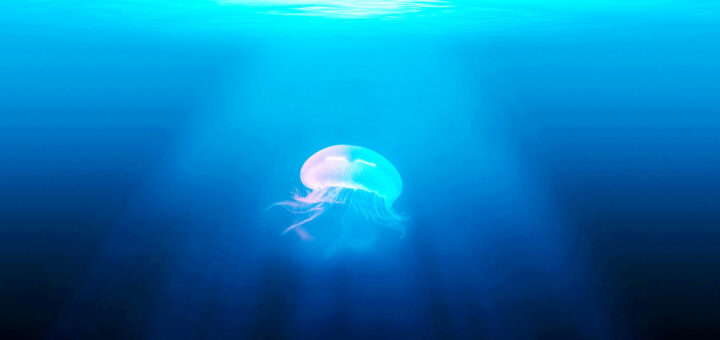 Jellyfish in the ocean