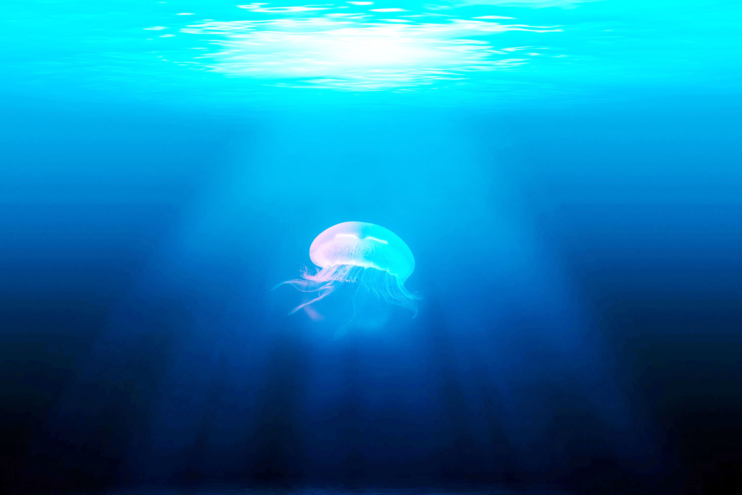Jellyfish in the ocean