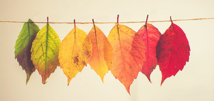 Autumn leaves