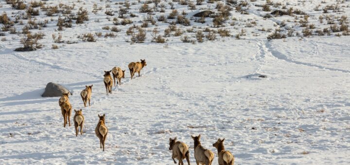 Elk on the move, Lamar Valley