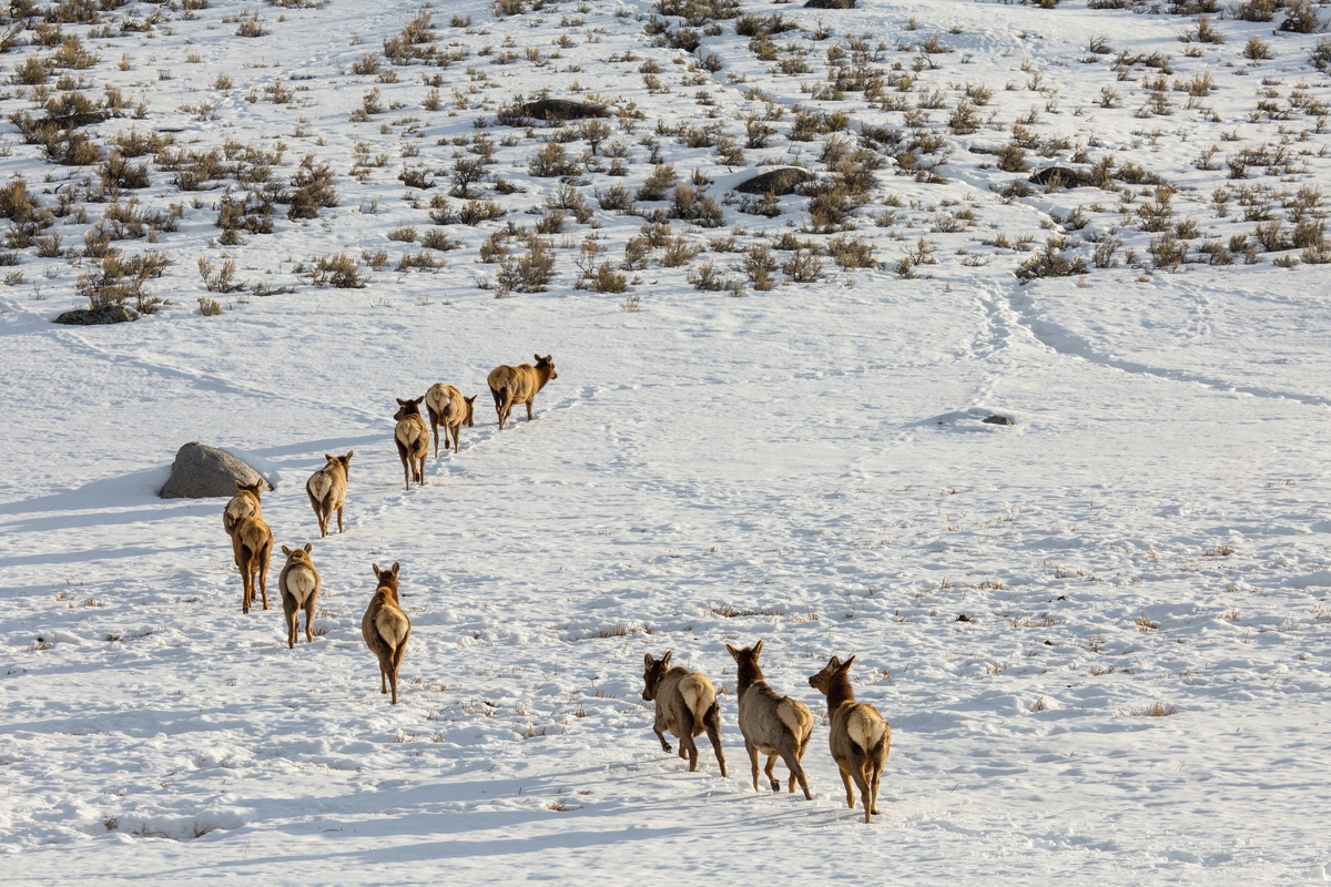 Elk on the move, Lamar Valley